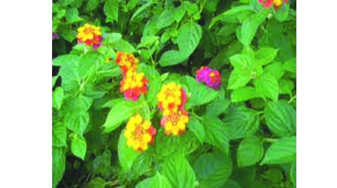 Eradication of invasive plant species can benefit communities