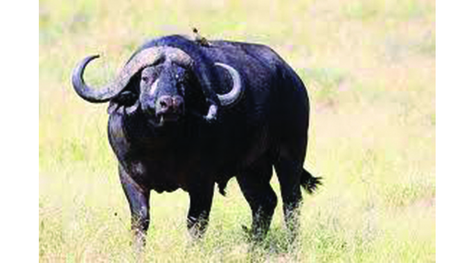 New home for buffalo attack survivor