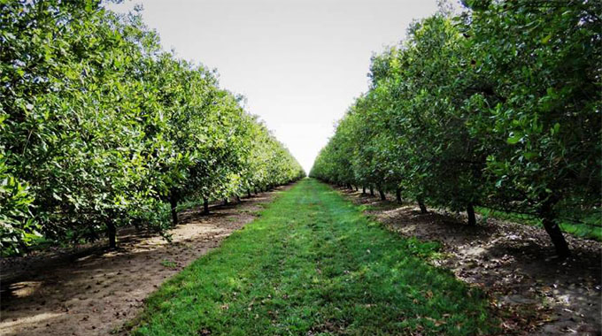 Ariston invests in macadamia production
