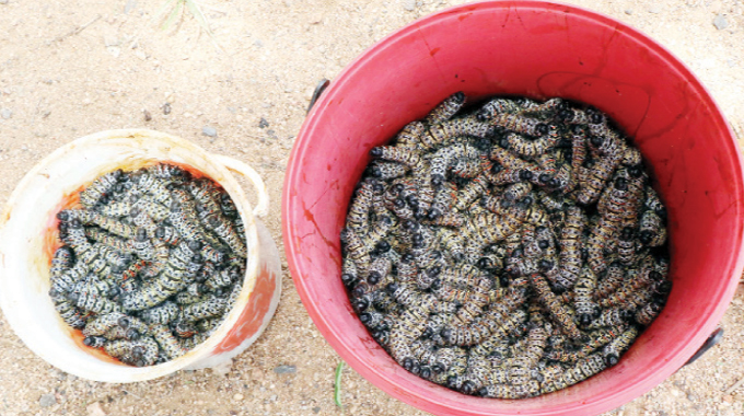 Harvesting mopane worms: Down memory lane, Part 1