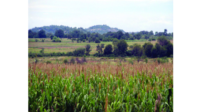 Joyful tales from Silalatshani Irrigation Scheme