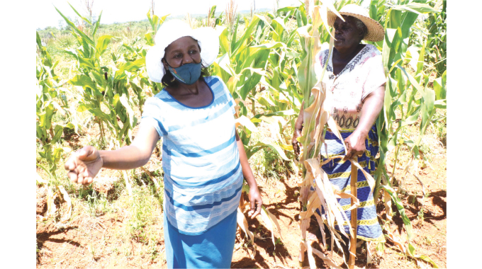 Dry spell anxiety grips farmers