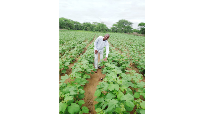 Govt cotton investment pays off