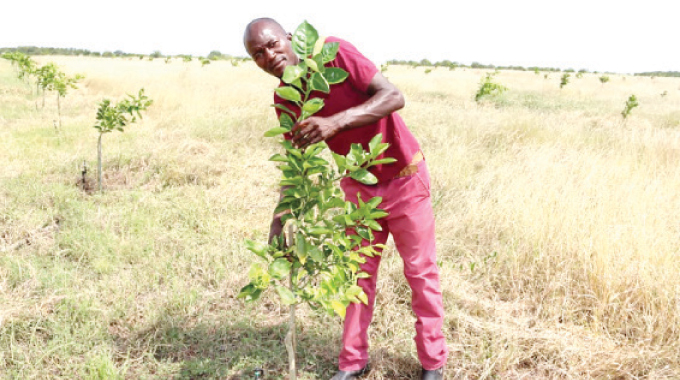 Over 100 000 orange trees planted in Beitbridge