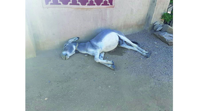 Mysterious dead donkey found at Mpopoma house