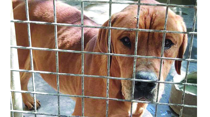 Pet shop owner unpacks the trade