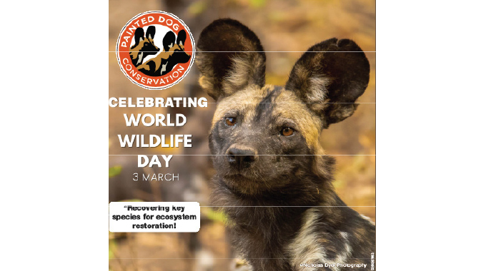 Painted Dog Conservation works to recover key species