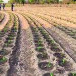 Among the interventions, Pfumvudza/Intwasa has emerged as one of the most effective tools in building resilience against climate change