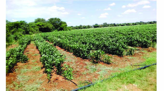 Matabeleland South farmers to export to Germany, Italy