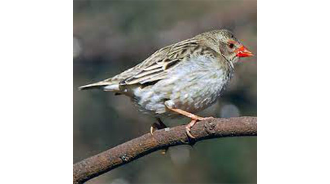 Quelea birds nightmare for Bulilima farmers