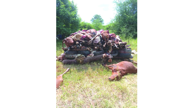 Gokwe farmer loses cattle in illegal movement