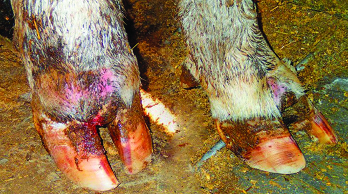 Dry spell spares livestock from foot rot