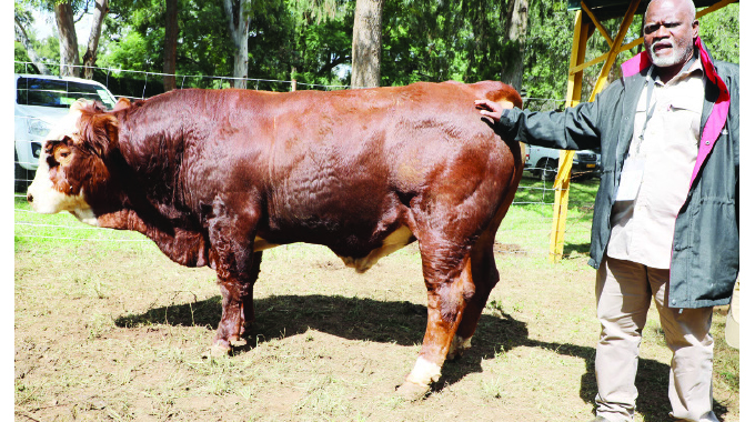 Cattle breeder scoops pedigree show accolades