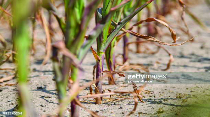 Dry Matabeleland, Midlands predicted