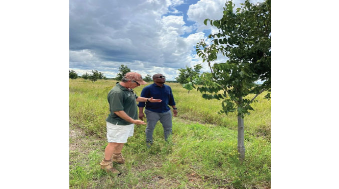 Mat’land primed for pecan nut exports