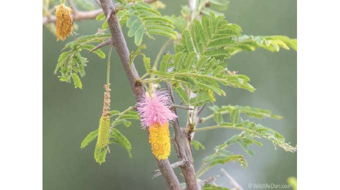 Wildlife conservation can be promoted through school curriculum
