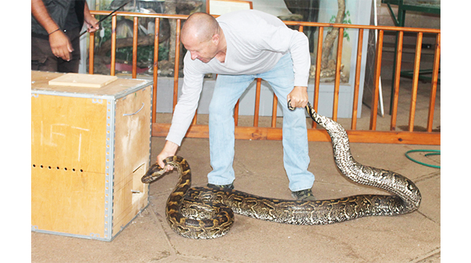 ‘If you see a mamba, don’t bamba, just let it hamba’