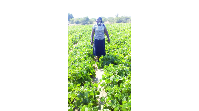 Mat South solar powered irrigation scheme thriving