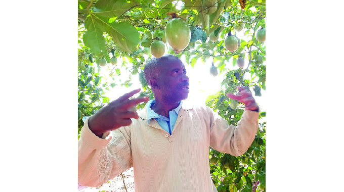 Kwekwe farmer develops lucrative passion for passion fruit