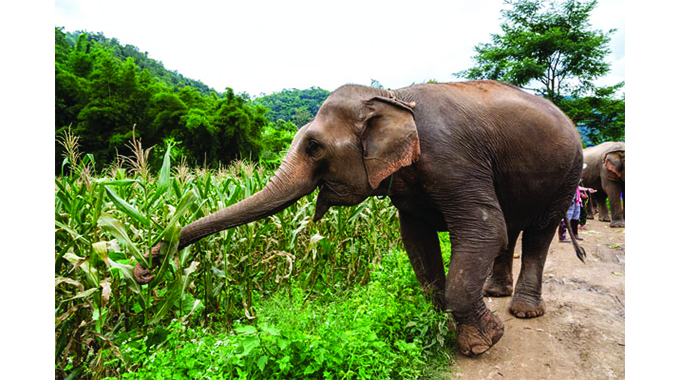Elephants wreck Big Company Irrigation Scheme