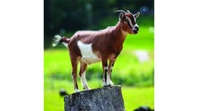 Middlemen exploiting goat farmers