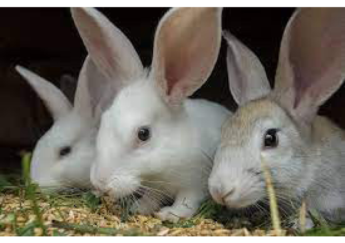 Gwanda women venture into rabbit farming
