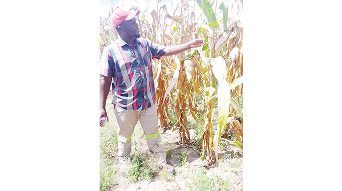 Somabula farmer’s bumper harvest during drought