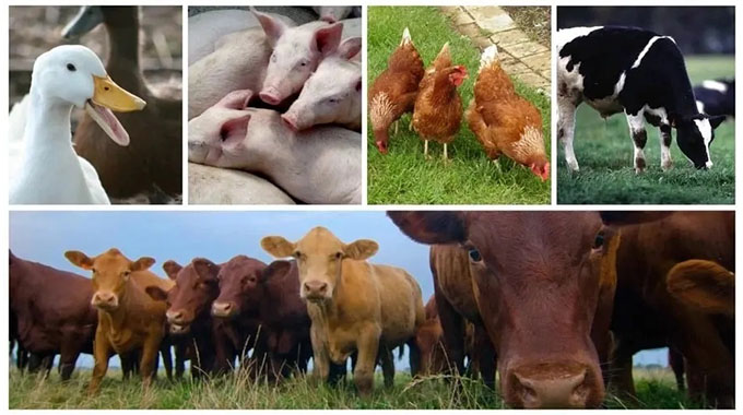 Kasibo farmers construct cattle feeding pens