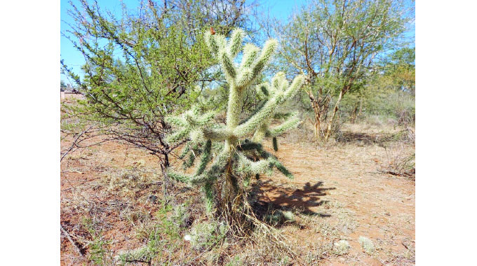 Matabeleland South farmers clear invasive alien species from grazing lands