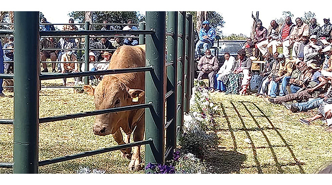 Tuli bull fetches US$7 000 at Gweru auction