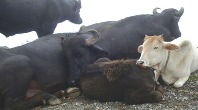 Matabeleland South battles January Disease