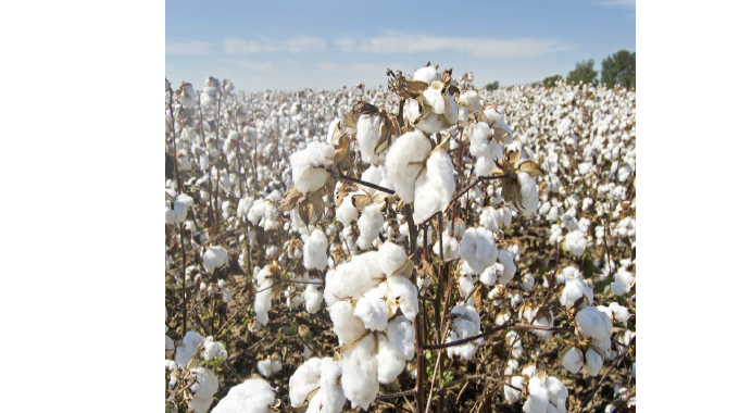 Cottco seeks US$34m for marketing season