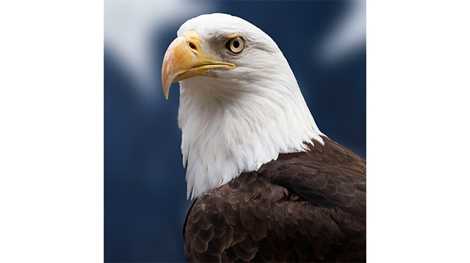 Characteristics of an eagle
