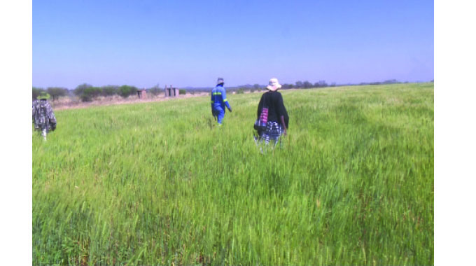 Guyu-Chelesa Irrigation Scheme goes commercial