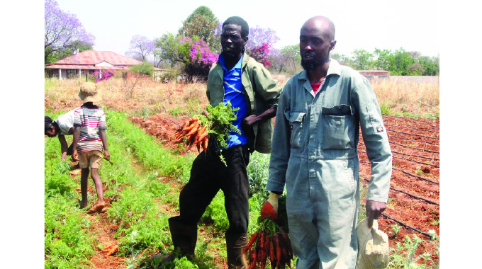 Bulawayo farmer with the Midas touch transforms idle land