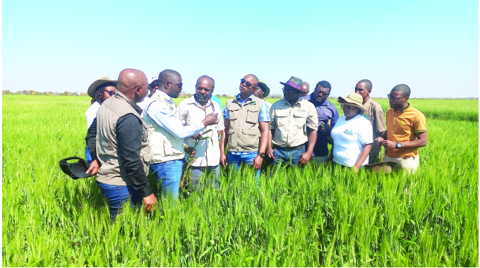 Mtshabezi greenbelt transforms rural agric