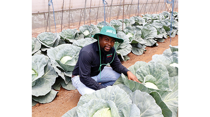 SeedCo introduces new cabbage variety in Mat’land