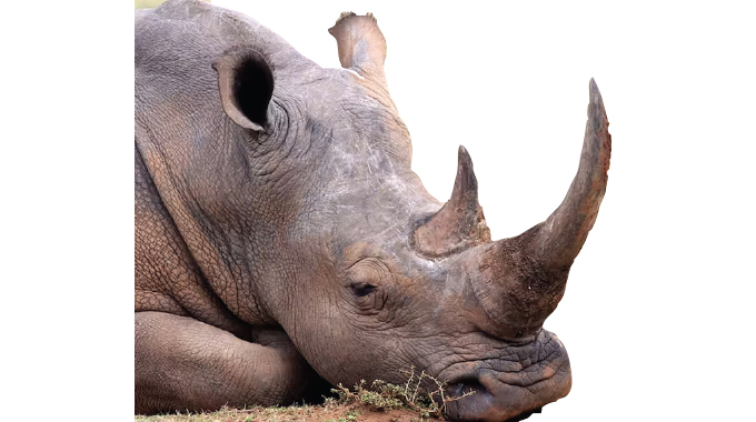 Big no to radioactive material injected rhino