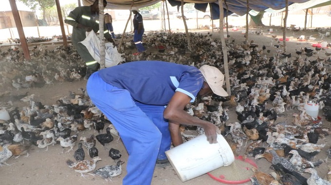 Presidential poultry scheme launches in Binga