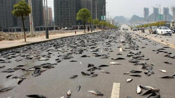 Fish won’t stop raining from the sky in rare weather phenomenon