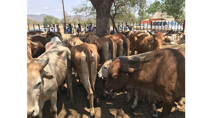 Cattle rustler caught slaughtering stolen cow