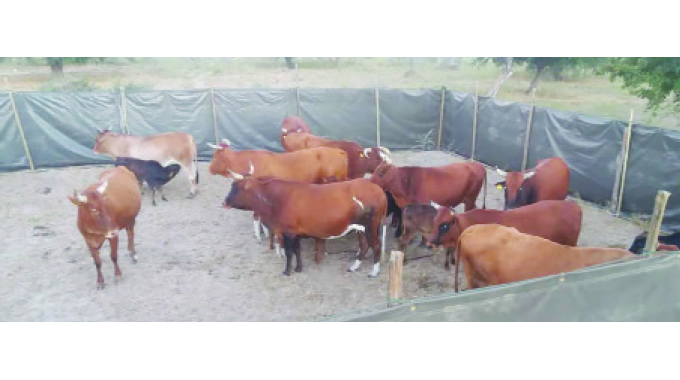 Boma: Unique method to protect livestock from lions
