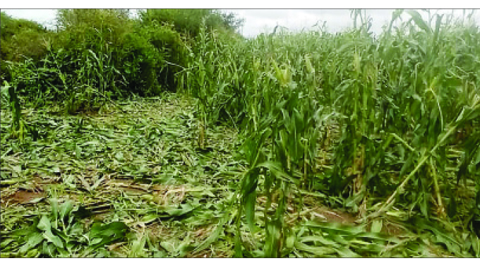 Elephants raid Bubi maize fields