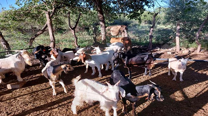 ZIMFEP rolls out nationwide livestock campaign
