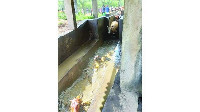 Zimbabwe winning battle against livestock diseases