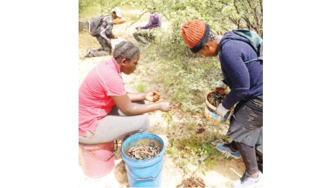 Gwanda crafts amacimbi harvesting regulations