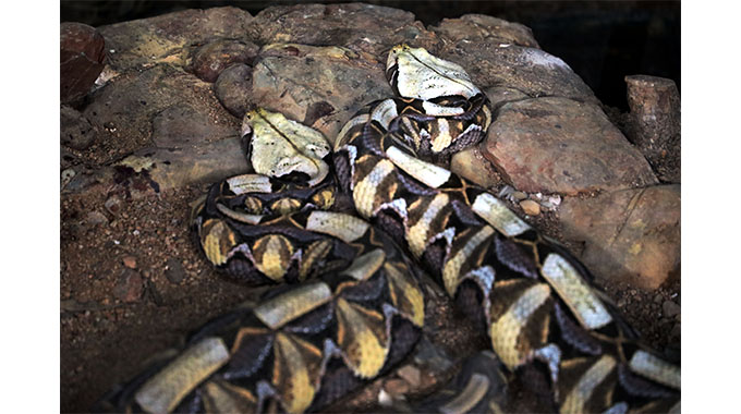 WATCH: Gem of natural wonder hidden in plain sight in Bulawayo