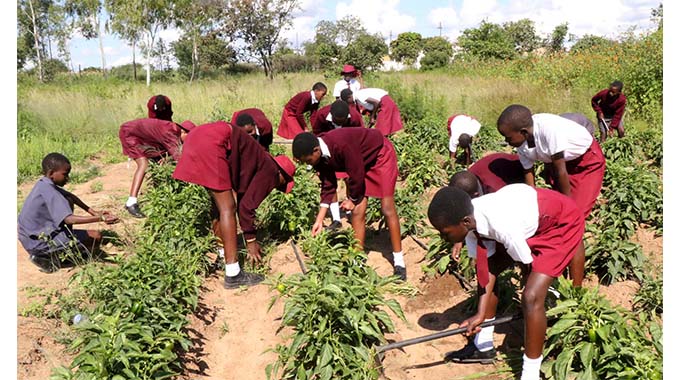 WATCH: Agriculture project bails out poor pupils. . . Thriving school garden cushions disadvantaged learners