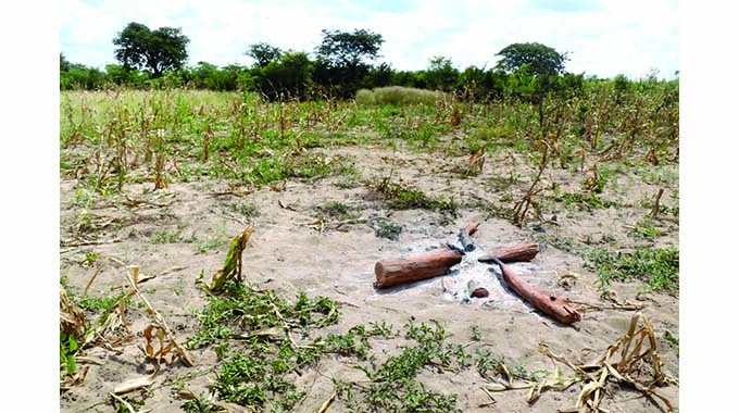 Elephants rampage in Umguza villages