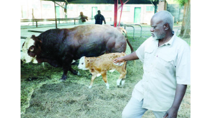Cattle exhibits on higher level